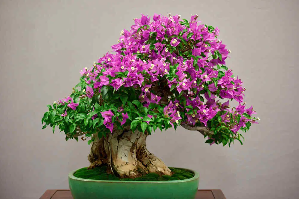 Dicas De Como Cuidar De Bonsai 11 little-bonsai-tree-with-pink-flo