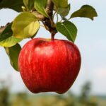 1726099230 pe de maca