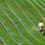 Rastreabilidade na cadeia do agronegocio