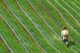 Rastreabilidade na cadeia do agronegocio